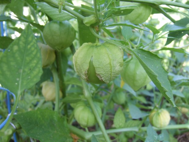 Ripe Green Tomatillo