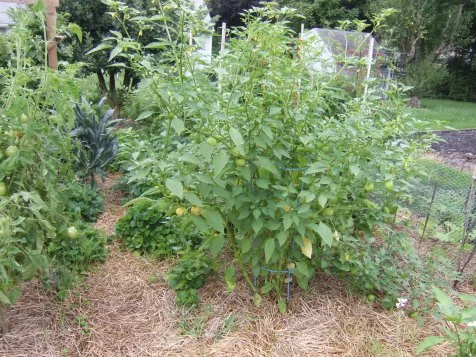 How To Grow Tomatillo | HGTV