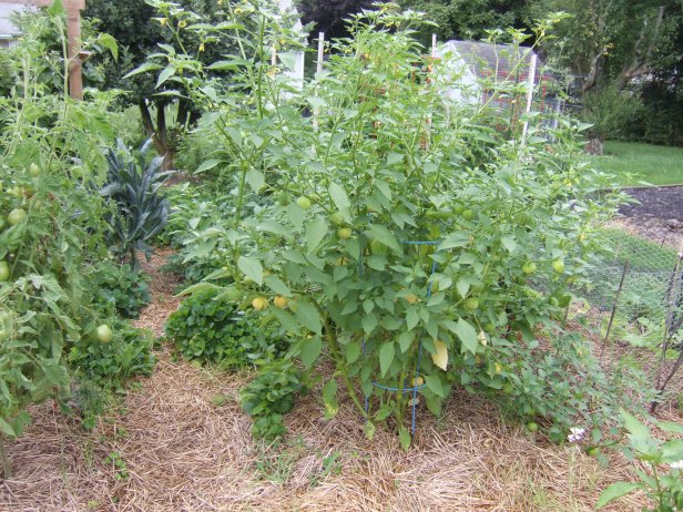 Tomatillo Plant With Blue Tomato Cage