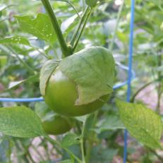 Tomatillo With Husk