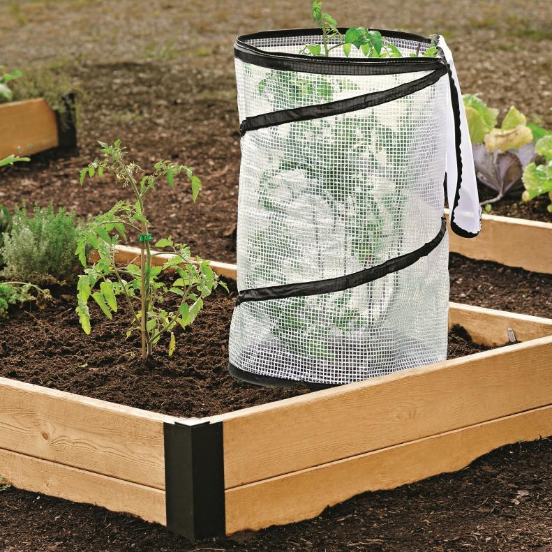 Tomato Mini-Greenhouse