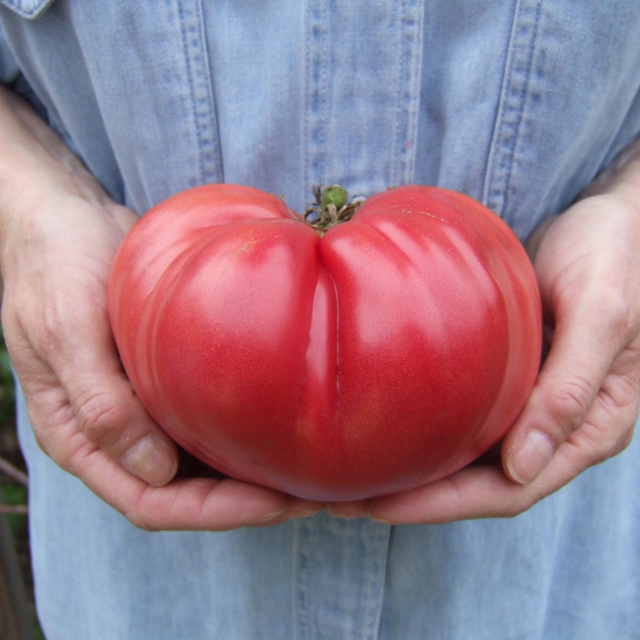 Beefsteak tomato 🍅 🌱 Uncover the secrets to growing this hearty