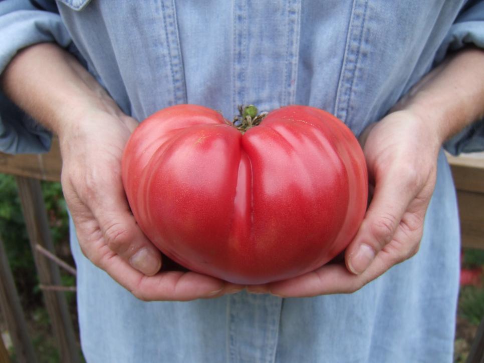 Big, Beautiful Tomatoes