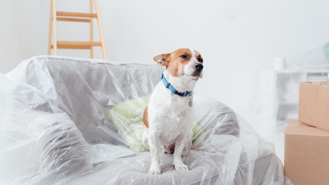 How to Keep Your Pet at Ease During a Home Renovation | HGTV