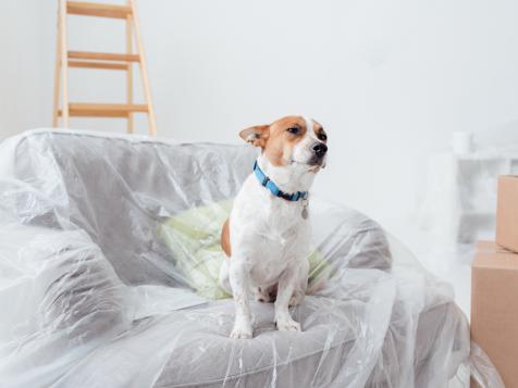 How to Keep Your Pet at Ease During a Home Renovation