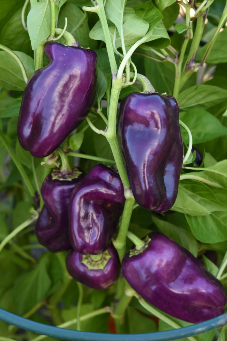 'Mardi Gras Fun Purple' Snack Pepper