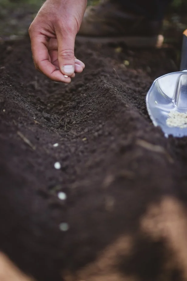Planting Seeds