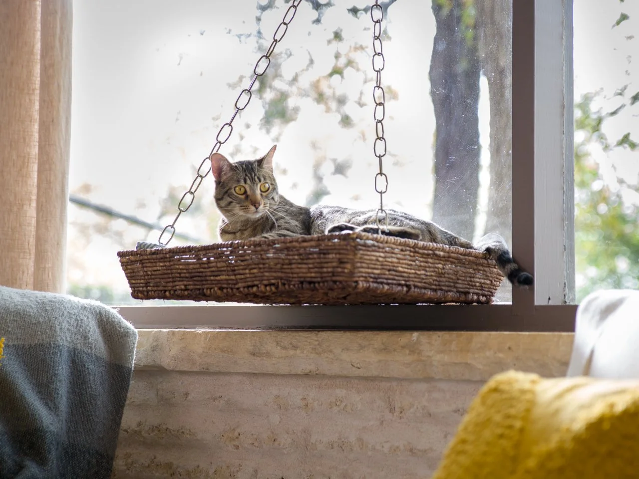 Window seat for cat on sale