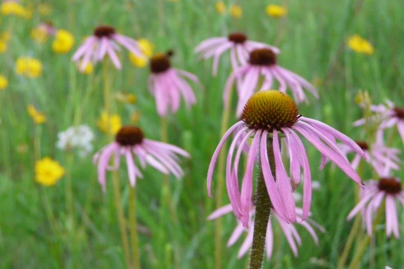 This familiar plant helped launch fresh interest in prairie flowers and has been hybridized into a rainbow of new colors. Get a true native variety, such as pale purple coneflower with drooping petals (Echinacea pallida), for long-lasting blooms and more drought tolerance. There also are yellow varieties, such as Ozark coneflower (Echinacea paradoxa). With several varieties planted, you can keep flowers blooming for three months to keep attracting pollinators. Don’t deadhead and let them go to seed if you want to attract goldfinches.