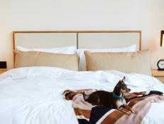 Like a growing number of American hotels, Shinola Hotel in Detroit is pet-friendly.