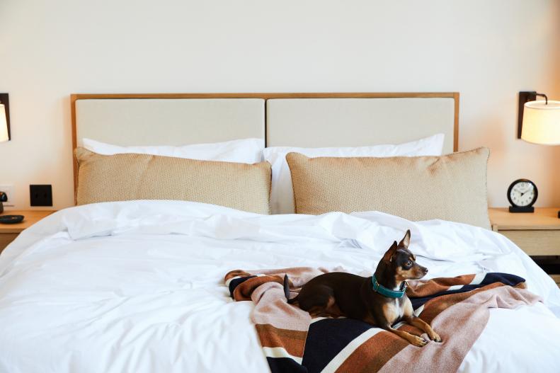 Like a growing number of American hotels, Shinola Hotel in Detroit is pet-friendly.