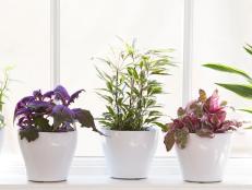 Foliage Plants Indoor Plants