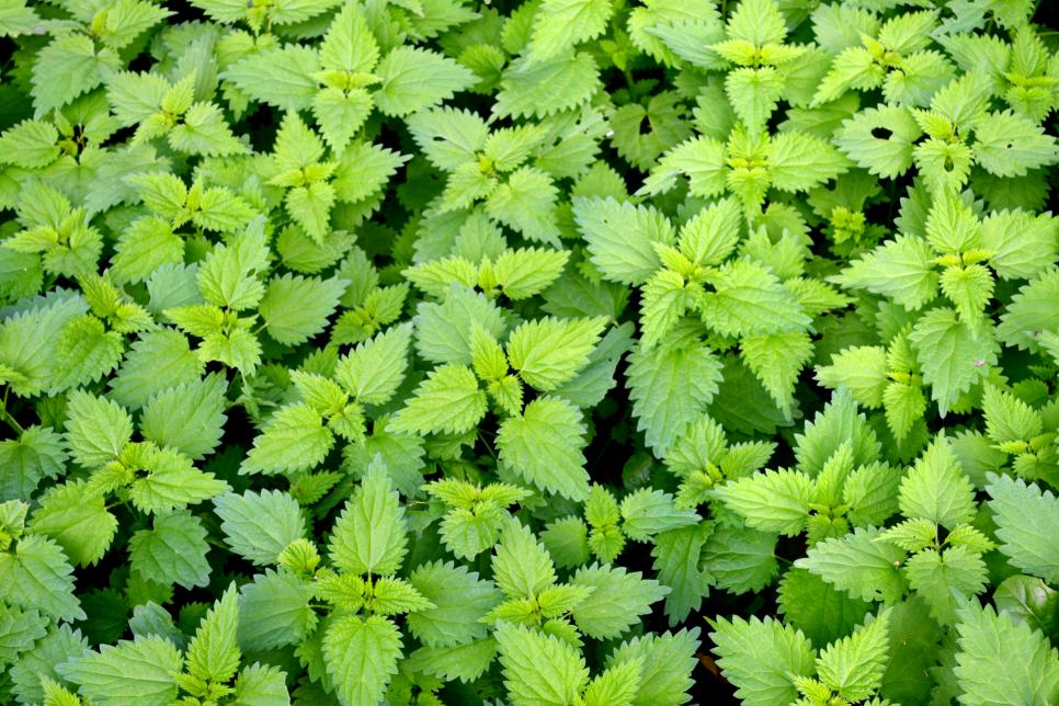 24 Herbs That Grow in the Shade HGTV
