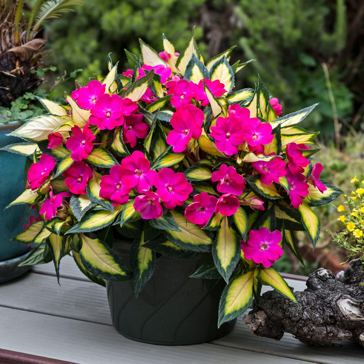 new guinea impatiens: a colorful option for shade and part-shade