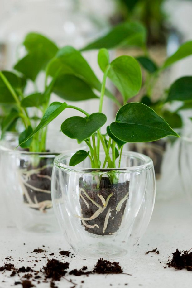 Foliage Houseplant Healthy Roots