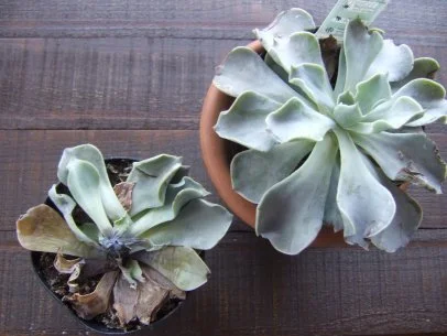 ceramic planting pots Handpainted Planters  Wing on Wo & Co