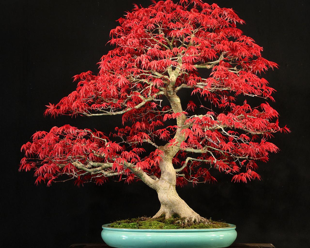 Deshojo' is a dwarf Japanese maple with bright red leaves in the sprin...