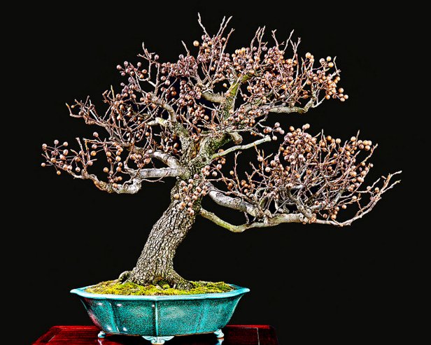 Bonsai Pear Tree with Fruit