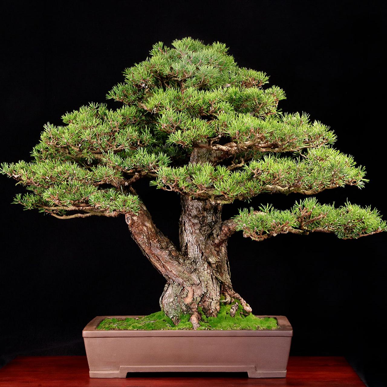 MASTER GARDENER — Bonsai gardening for everyone with small start