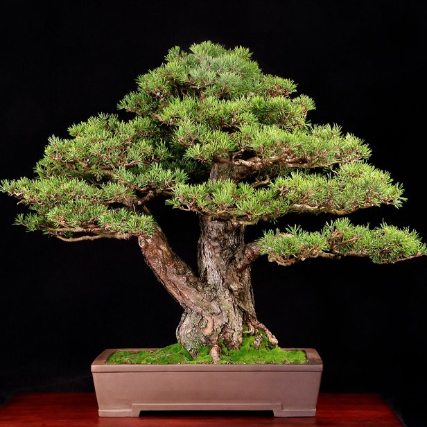 RAF Scots Twin Trunk Bonsai