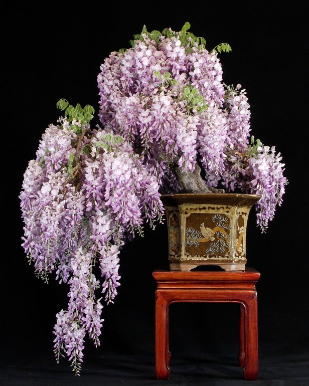 Wisteria Bonsai