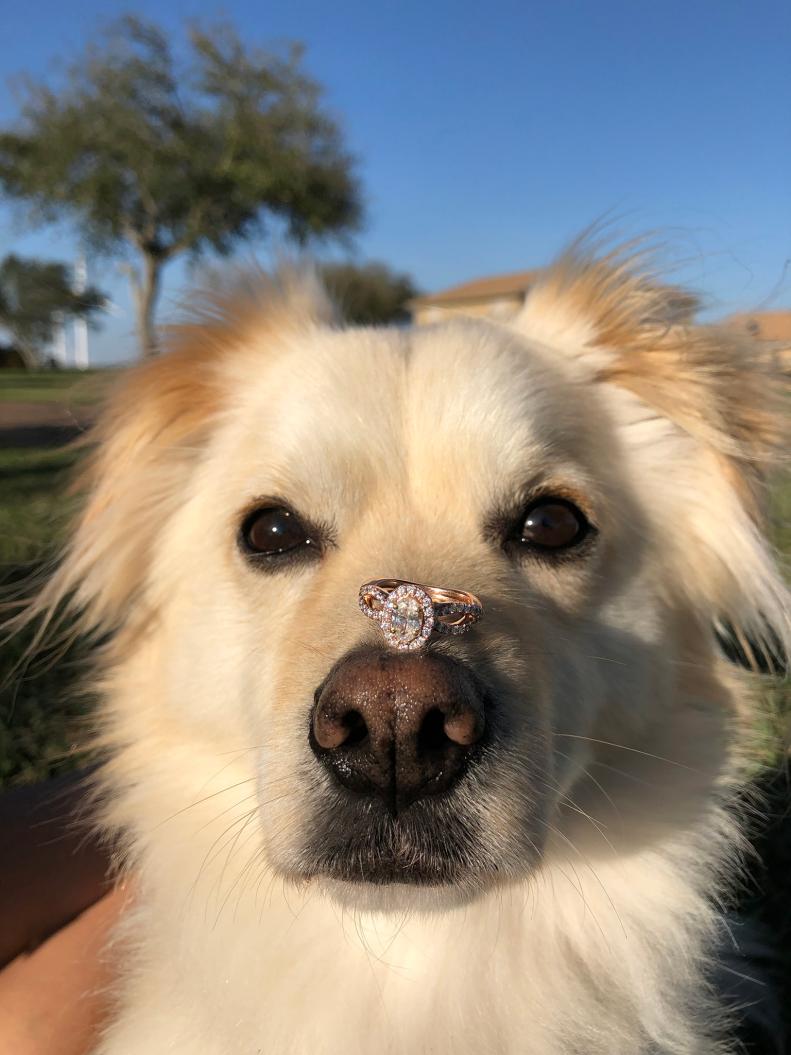 Dog With Wedding Ring on Nose