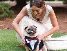 Dog in Tuxedo With Bride at Wedding