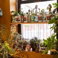 Wooden Window Shelves Hold a Variety of Plants in Upcycled Cans