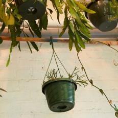 An Old Broomstick Holds a Green Hanging Planter