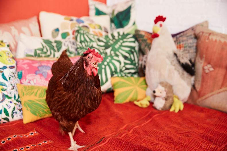 Summer Rayne's Pet Chicken Sits on Her Red Bedspread 