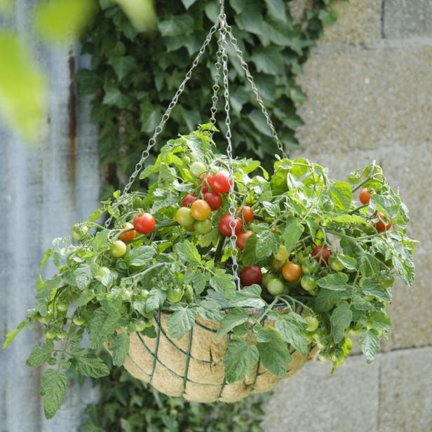 Cherry Tomato In Hanging Basket | HGTV