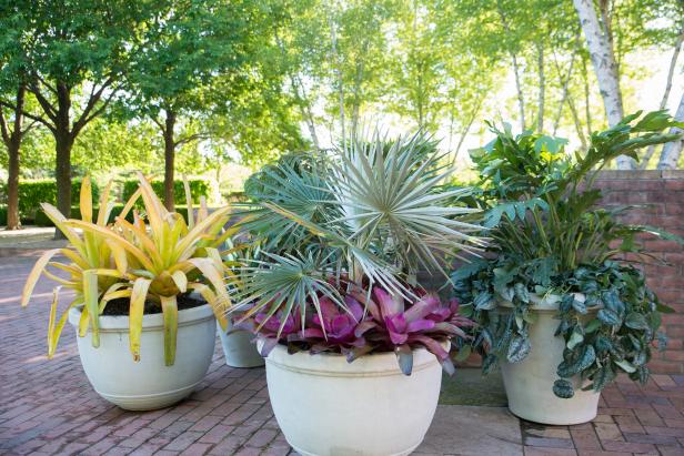 Tropical Foliage Houseplants