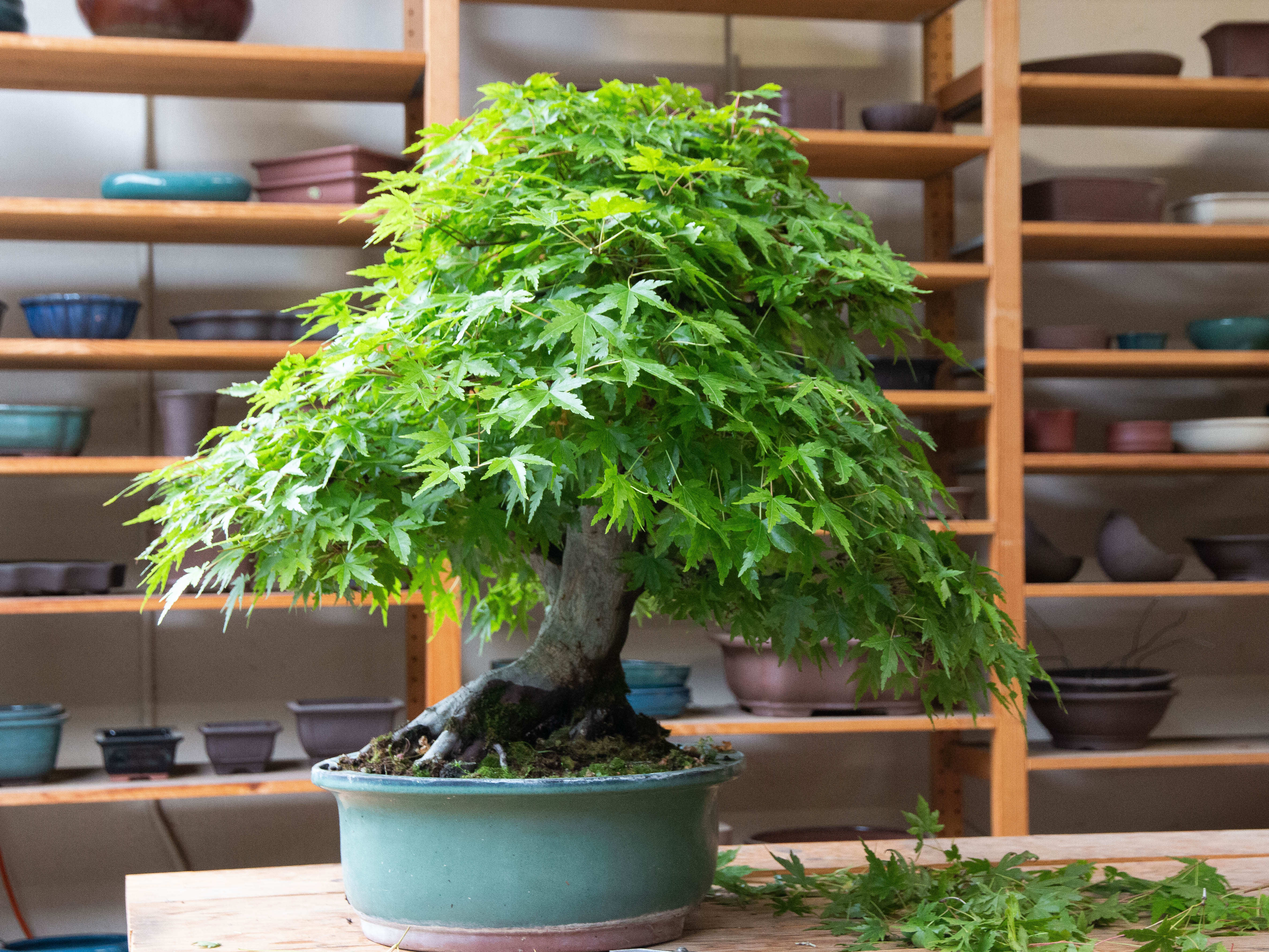 upright style Housewarming Unique birthday holiday Bonsai live tree Tiger B...