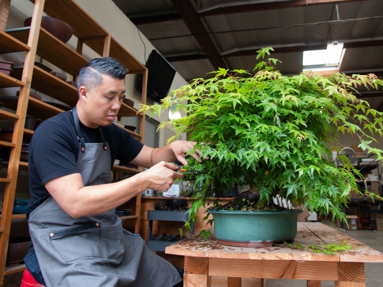 Bonsai Tree Turning Brown? HGTV