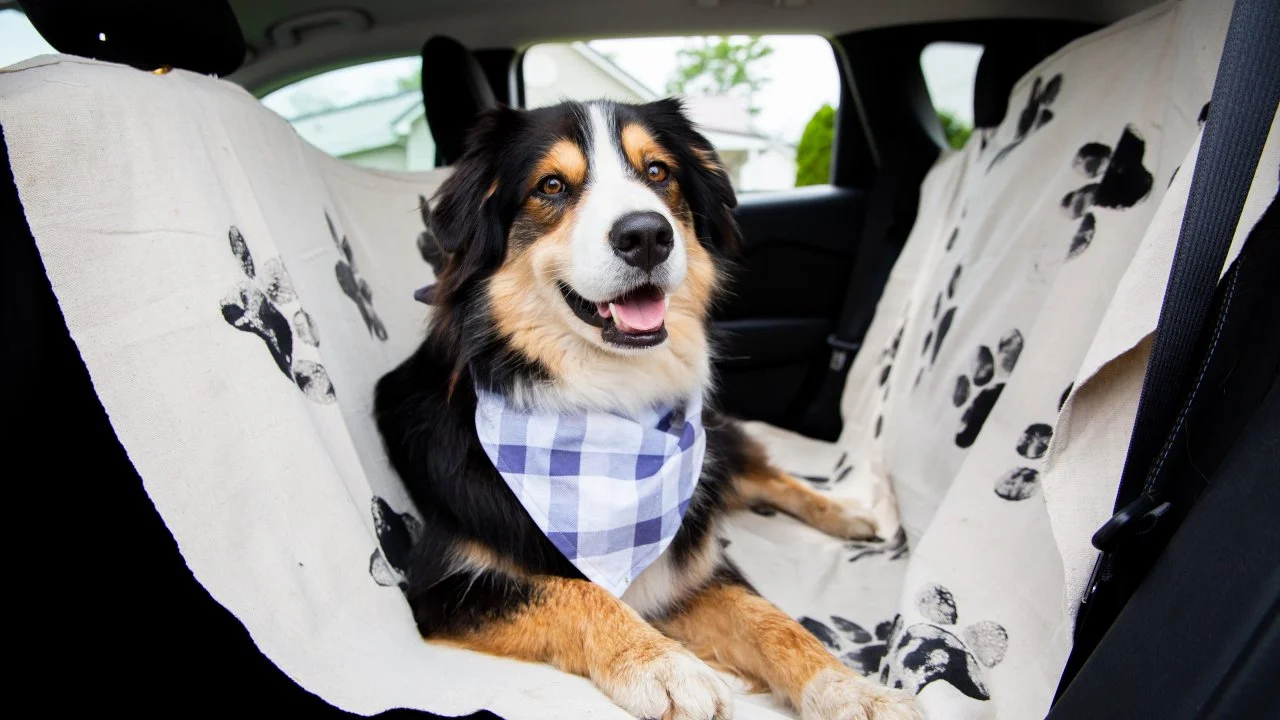 Diy dog car seat hammock best sale