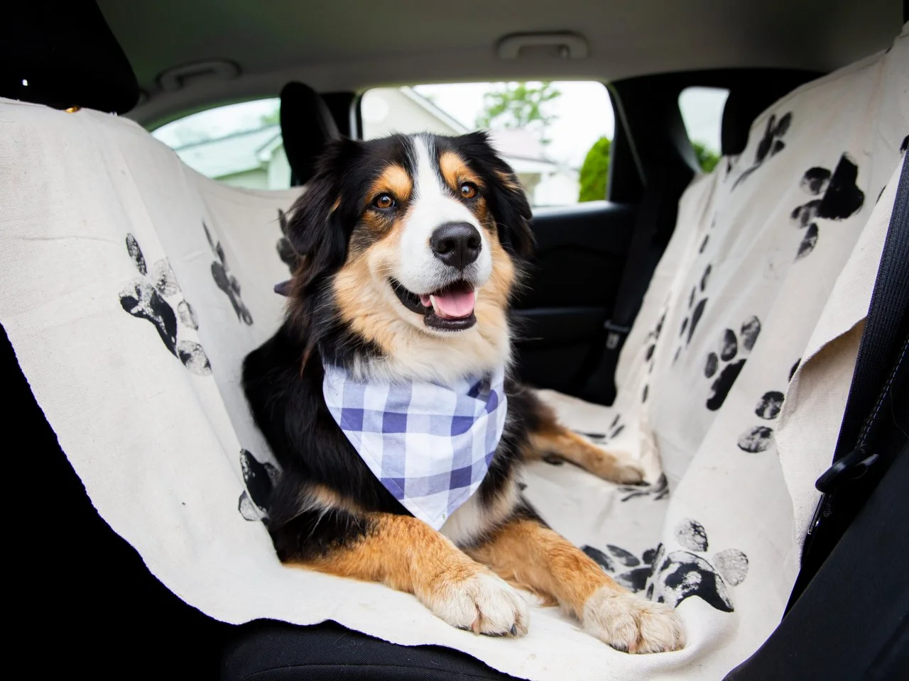 DIY Washable Dog Car Seat Cover HGTV