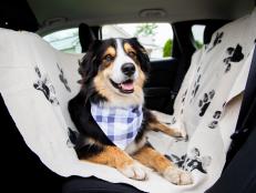 Dog Car Seat Cover With Paw Prints and Dog On It