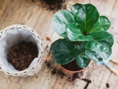 Pruning, watering, repotting, oh my! Keep your finicky ficus alive and thriving with our ten easy-to-follow tips.