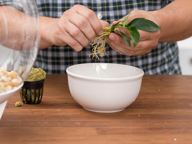 Best Plants for a Betta Fish | HGTV