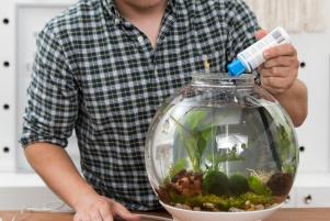 Best Plants for a Betta Fish