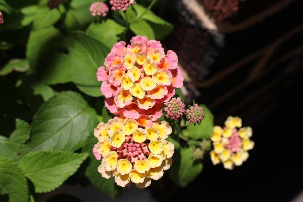 BallSeed Bloomify's Lantana Mango has lovely sherbert-y colors that make my garden feel a little more fashion forward than usual.