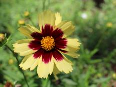 Darwin Perennials' coreopsis 'Super Star" has been one of my favorite blooms in the garden this summer.