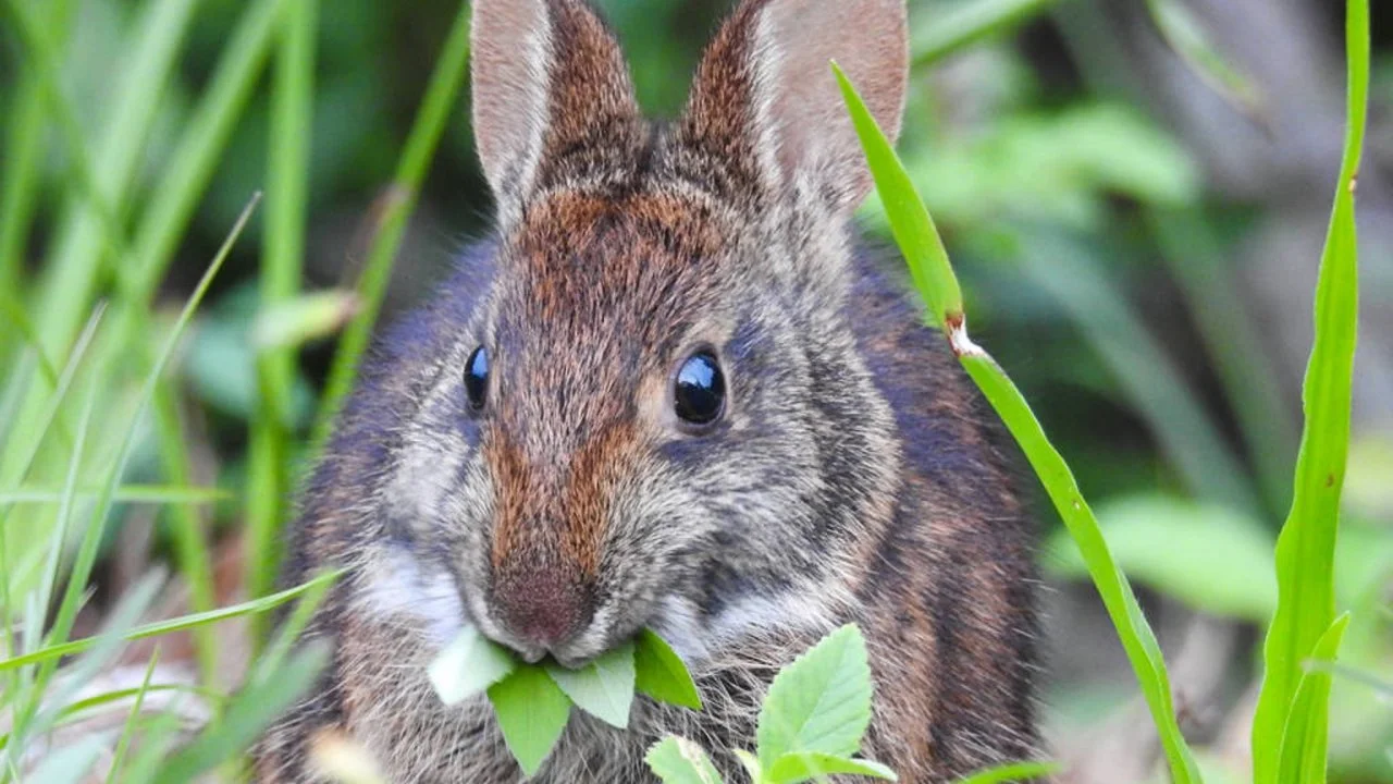 How to Keep Rabbits Out of the Garden HGTV