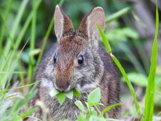 Fed up with rabbits damaging your garden? Follow these tips on how to stop rabbits from eating plants in your garden.