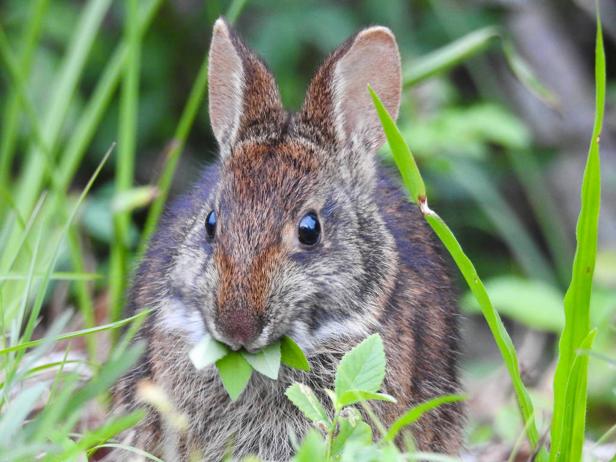 Prevent Rabbit Damage In The Garden, How Tall Should A Raised Garden Bed Be To Keep Rabbits Out