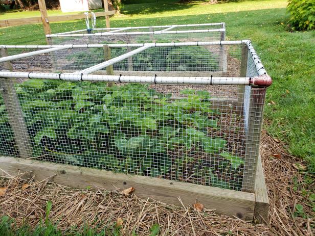 Prevent Rabbit Damage In The Garden, Vegetable Garden Fence Ideas Rabbits