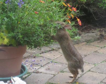 Munching bunny : r/Rabbits