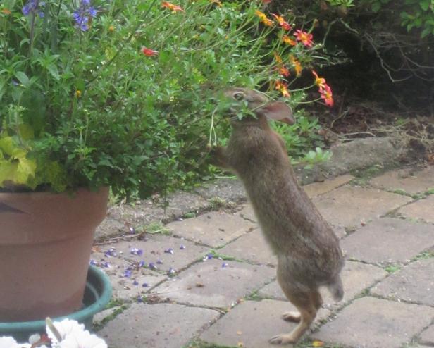 Rabbit And Flowers