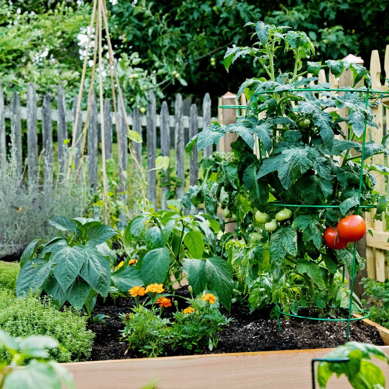 Companion Planting for Tomatoes | HGTV, image size:1280x1280
