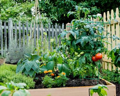 Image of Backyard garden with potatoes and tomatoes